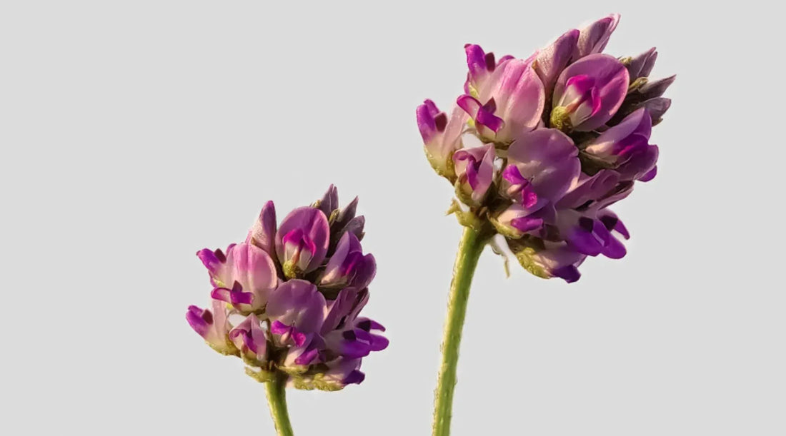 Retinol vs. Bakuchiol: La guía definitiva para elegir sin miedo