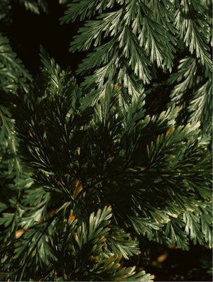 Champú hidratante, vetiver verde ahumado - Ryoho Cosmetics