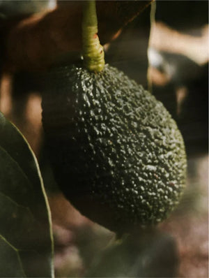 Serum de Vitamina C - Ryoho Cosmetics